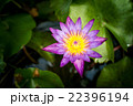 Lotus flower and Lotus flower plants 22396194