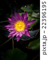 Lotus flower and Lotus flower plants 22396195