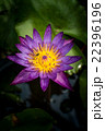 Lotus flower and Lotus flower plants 22396196