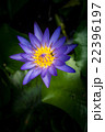 Lotus flower and Lotus flower plants 22396197