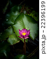Lotus flower and Lotus flower plants 22396199
