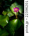 Lotus flower and Lotus flower plants 22396201