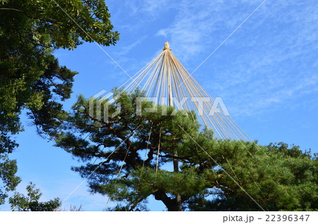 兼六園の「雪つり」（石川県金沢市） 22396347