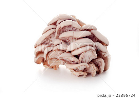Oyster fresh mushrooms Oyster fresh mushrooms 22396724