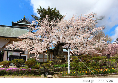 北海道桜標準木 北海道桜標準木 22397061