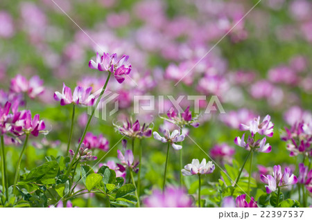蓮華畑 蓮華畑 22397537