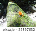 Cute Little Tropical Mushrooms 22397632