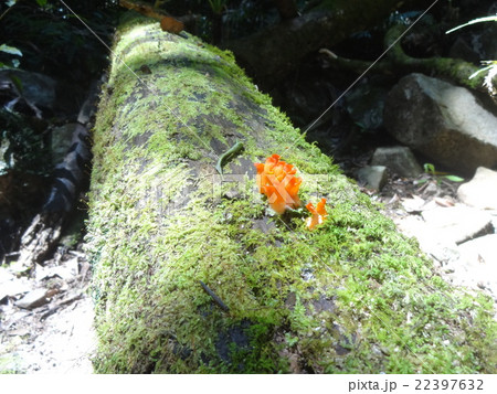 Cute Little Tropical Mushrooms Cute Little Tropical Mushrooms 22397632