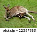 Mommy Kangaoo and the Baby 22397635