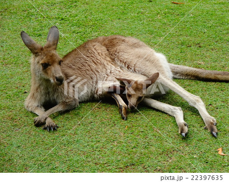 Mommy Kangaoo and the Baby 22397635