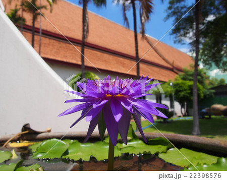 花 22398576