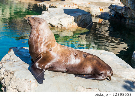 お昼寝をしているトド お昼寝をしているトド 22398653