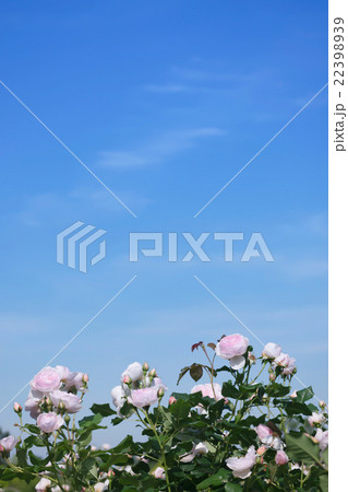 青空と薔薇 青空と薔薇 22398939