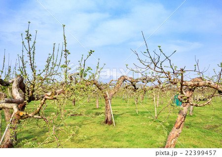 青森県つがる市　りんご畑と岩木山 22399457