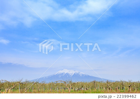 青森県つがる市　りんご畑と岩木山 22399462