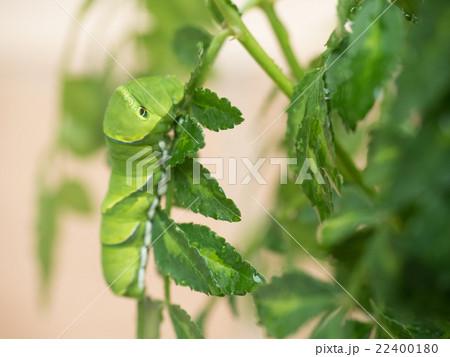 アゲハの幼虫 アゲハの幼虫 22400180