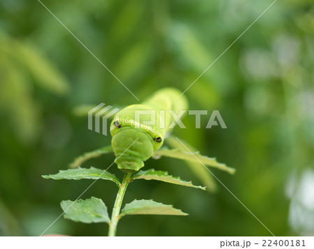 アゲハの幼虫 22400181