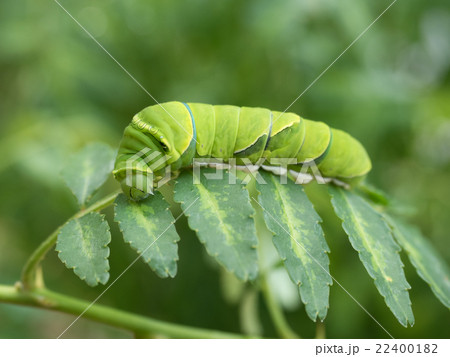 アゲハの幼虫 22400182