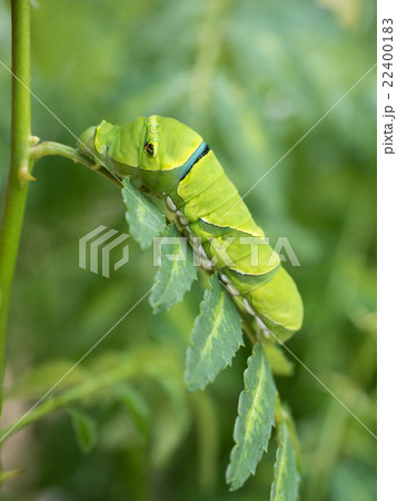 アゲハの幼虫 アゲハの幼虫 22400183