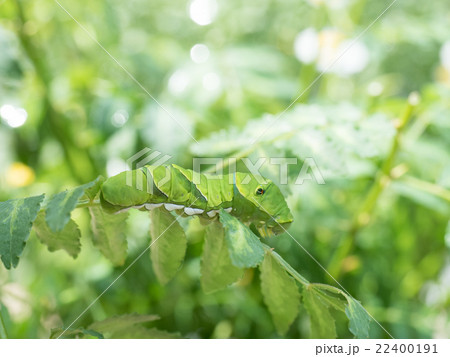 アゲハの幼虫 22400191