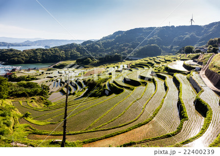 大浦の棚田 22400239