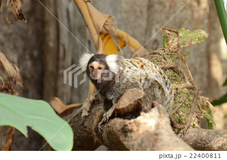 コモンマーモセット コモンマーモセット 22400811