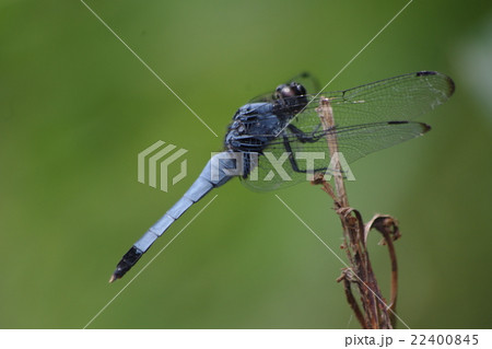 シオカラトンボ 22400845