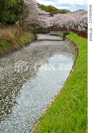 見沼田圃：見沼代用水東縁　緑区南部領辻にて 22400946