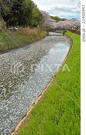 見沼田圃：見沼代用水東縁　緑区南部領辻にて 22400947