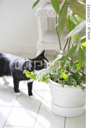 観葉植物の香りを嗅ぐ猫の写真素材