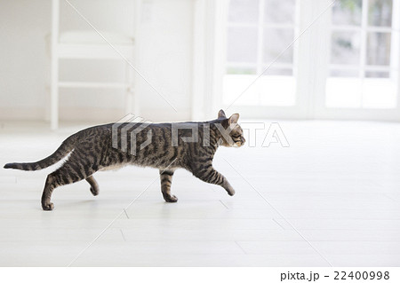 歩く猫の写真素材 22400998 Pixta