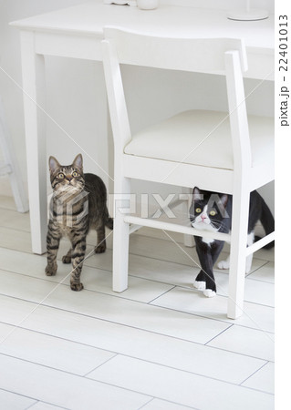 上を見る2匹の猫 上を見る2匹の猫 22401013
