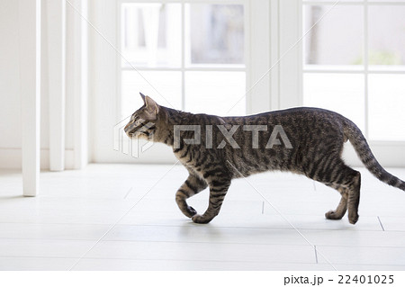 歩く猫の写真素材