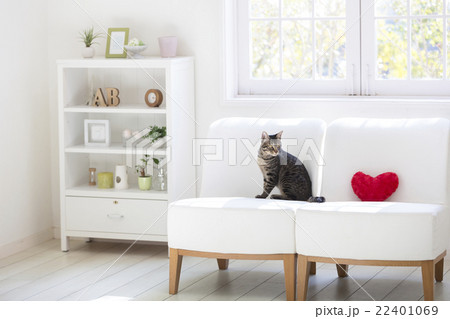 窓辺のソファと猫 22401069