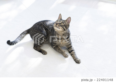 上を見る猫 22401148