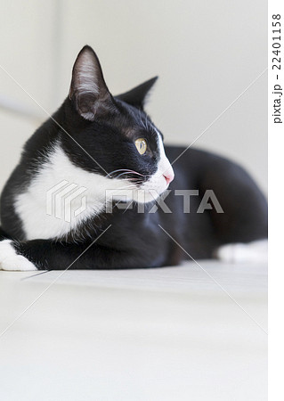 横を見る猫の写真素材