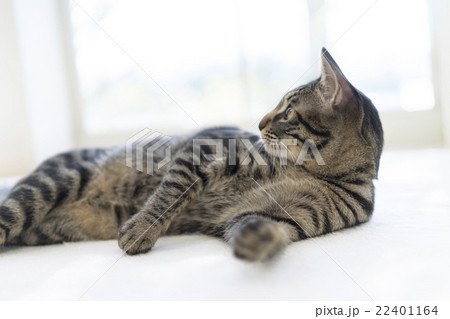 寝転ぶ猫 22401164