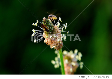 ヘラオオバコと昆虫2 22402039