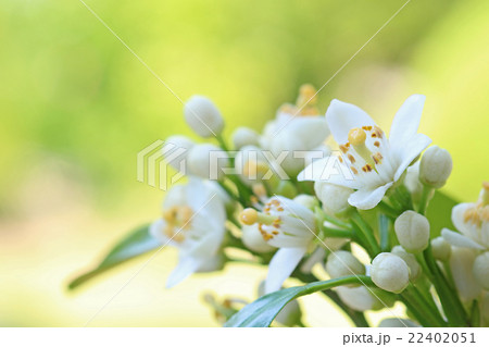 ミカンの花(はるみ)横 ミカンの花(はるみ)横 22402051