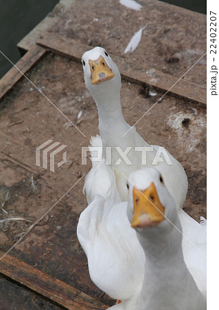 餌を待つアヒルの写真素材 [22402207] - PIXTA