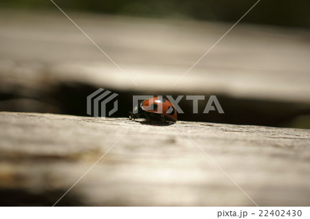 ハートのテントウムシ 22402430