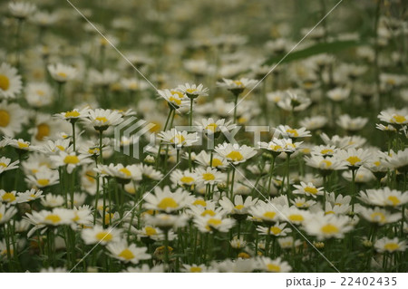 ノースポール 22402435