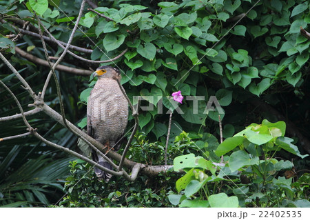 カンムリワシ成鳥 カンムリワシ成鳥 22402535