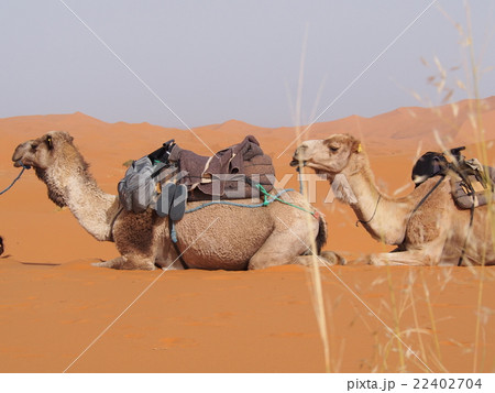 ラクダの写真素材