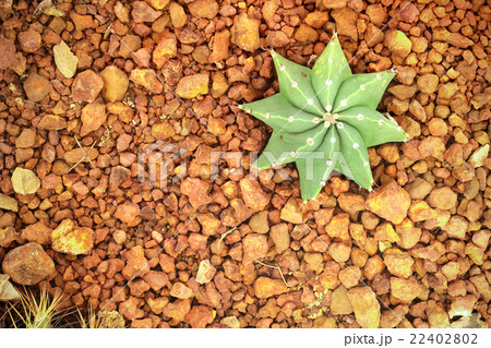 Cactus in a Cactus garden top view. 22402802