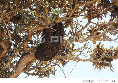 蜂の巣 22404133