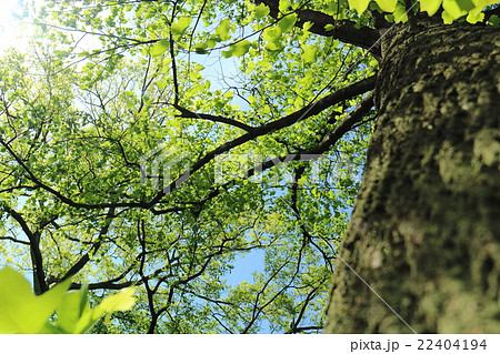 ユリノキの懐で 22404194