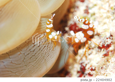 イソギンチャクモエビ イソギンチャクモエビ 22404902