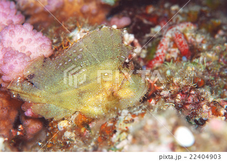 ハダカハオコゼ ハダカハオコゼ 22404903