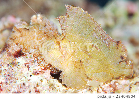 ハダカハオコゼ ハダカハオコゼ 22404904